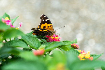 アカタテハとランタナの花