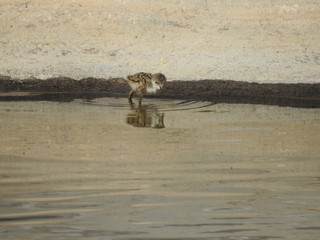 Hawaiian stilt chick