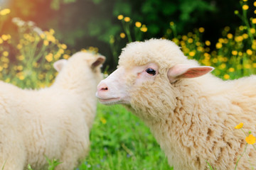 Obraz premium Portrait Sheep , looking into the camera. Around it and there are yellow flowers and green grass
