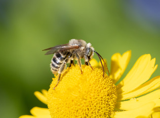 Long-horned Bee, male Melissodes, on a yellow Helenium flower with green background