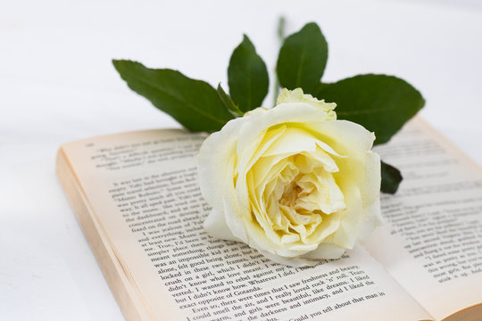 White rose lies on an open English book