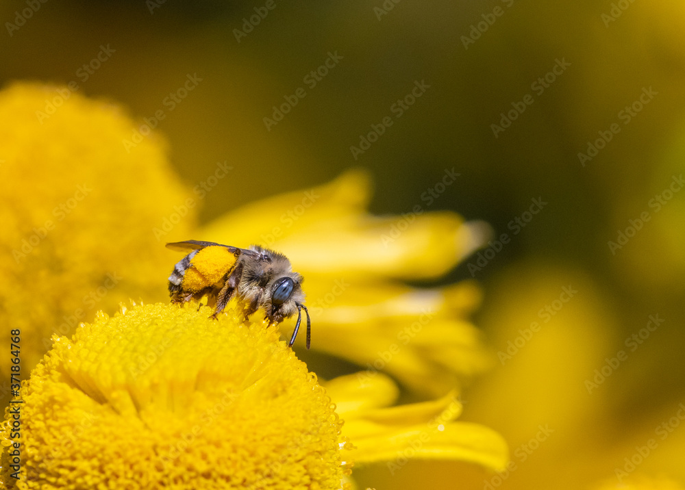 Wall mural long-horned bee gathering pollen, female melissodes, on a yellow helenium flower.