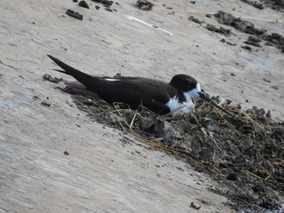 Hawaiian stilt nesting