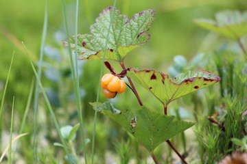 cloudberry on a branch 