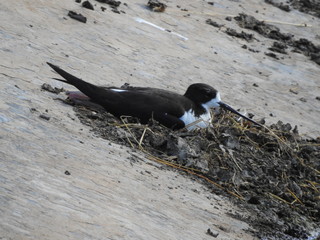 Hawaiian stilt nesting
