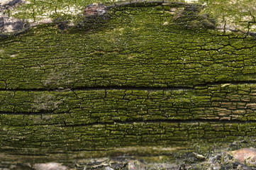 Abstract background of moss covered tree trunk. Closeup topview for artworks.