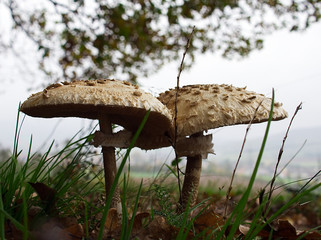 mushroom in the grass
