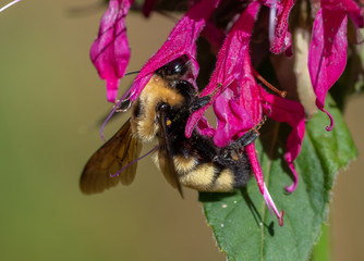 Nevada Bumble Bee (Bombus nevadensis) on Monarda flowers
