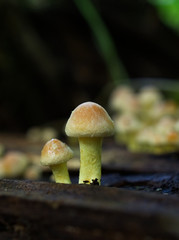 mushroom in the forest
