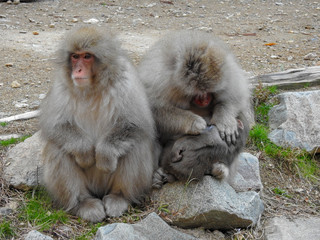Japanese snow monkey grooming baby