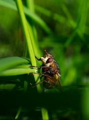 fly on leaf