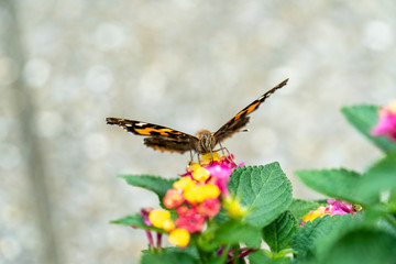 アカタテハとランタナの花