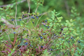 wild flowers in the forest