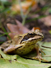 frog in the grass