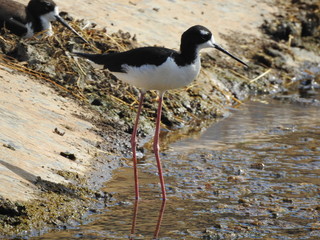 Hawaiian stilts courting