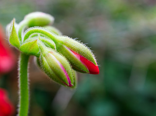 close up of a flower