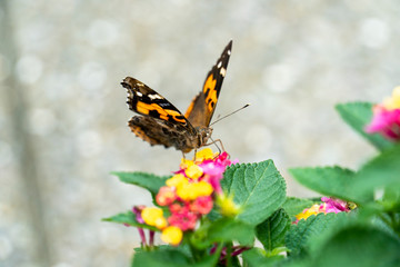 アカタテハとランタナの花