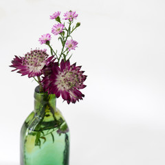 Fototapeta premium Bouquet of purple astrantia in a small bottle
