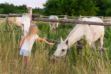 Cute adorable little blond caucasian kid girl meet beautiful white horse near wooden fence at...