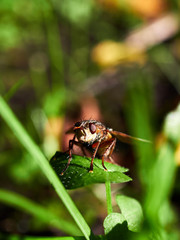 fly on leaf