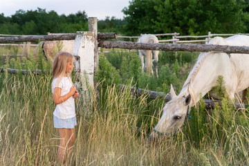 Cute adorable little blond caucasian kid girl meet beautiful white horse near wooden fence at...