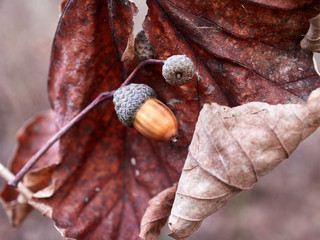 acorn on a leaf