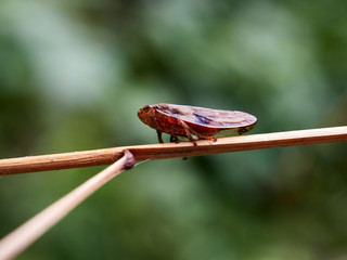 insect on a leaf