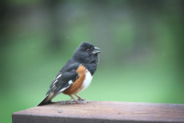 Eastern Towhee on wooden deck railing