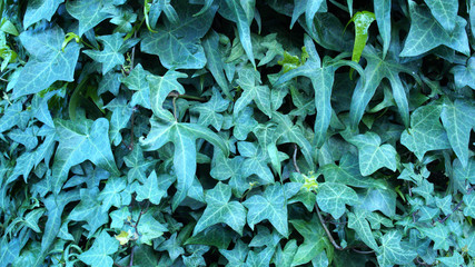 Green ivy on vintage wooden wall backgound