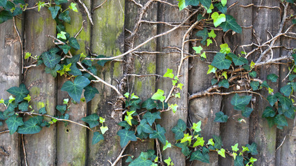 Green ivy on vintage wooden wall backgound