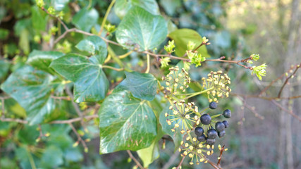 Green ivy on vintage brick wall backgound