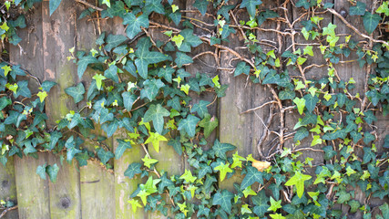 Green ivy on vintage wooden wall backgound