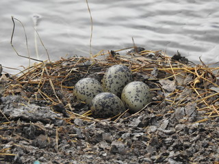 Hawaiian Stilt eggs