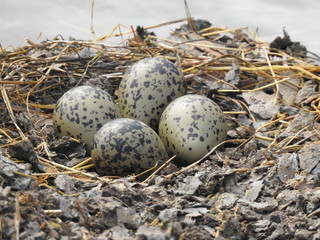 Hawaiian Stilt eggs