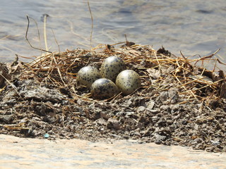 Hawaiian Stilt eggs