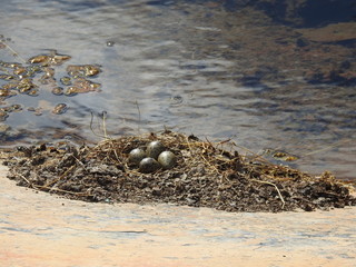 Hawaiian Stilt eggs