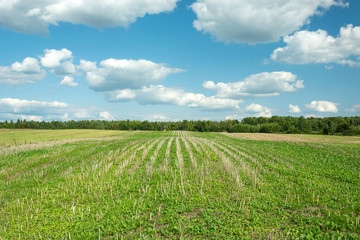 Fototapeta na wymiar Arable land, forest and white clouds on blue sky