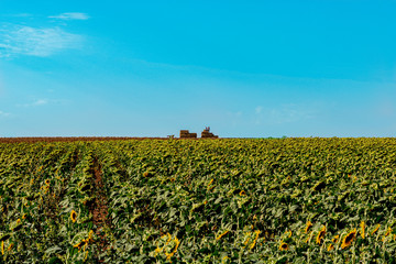 sunflower field with blue sky, workers harvest sun flowers. nature and farming concept 