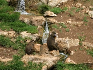Fototapeta premium Monkeys near a stream