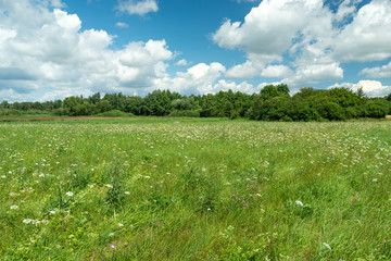 Green meadow, forest and white clouds on the blue sky