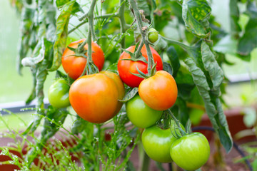 fresh natural and organic tomatoes