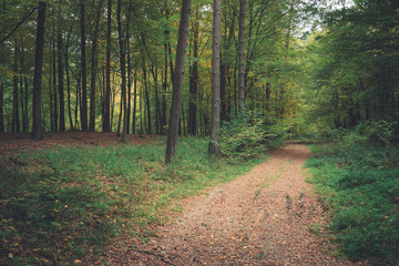 Obraz premium Leaves on a dirt road in the forest
