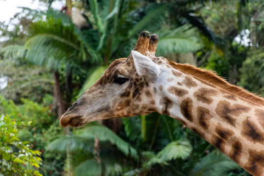Cabeça e parte do pescoço da girafa