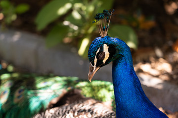 Fototapeta premium peacock in the park