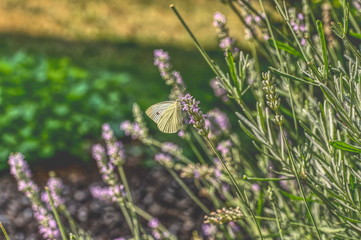 brimstone butterfly on a lavender flower