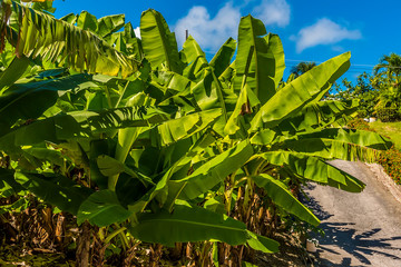 Banana trees flourish beside the road on  the Atlantic coast of Barbados