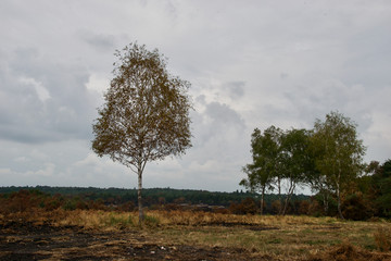Silver birch (betula pendula) tree on burnt heathland
