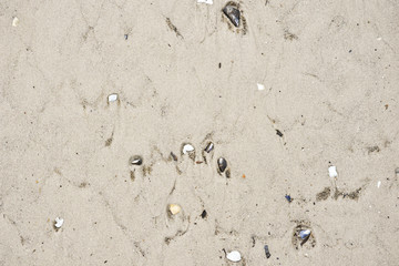 Sand on the coast line of baltic sea
