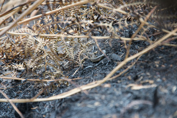 Common Lizard (zootoca vivipara) sheltering in burnt heathland after a fire