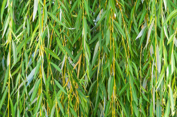 Background of hanging green willow branches can be applied in design